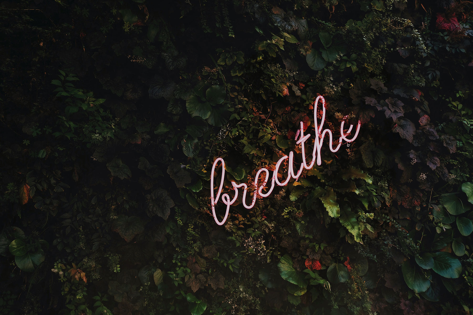 leafy background and the word 'breathe'